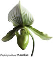 paph 009.jpg